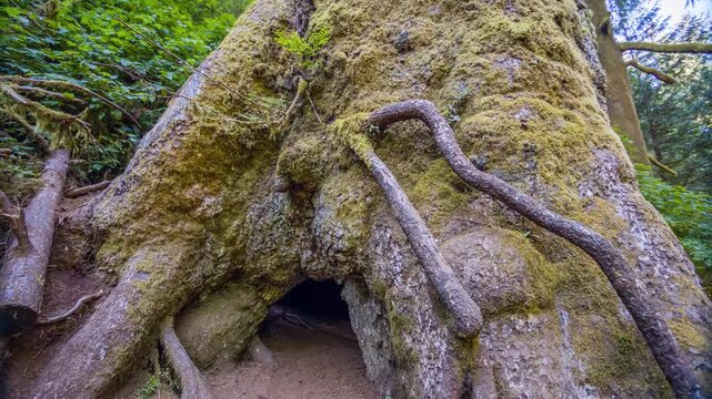 Footage captures the massive, moss-covered base and intricate roots of the famous Giant Sitka Spruce tree located on the Giant Spruce Trail within the Cape Perpetua Scenic Area of the Siuslaw National
