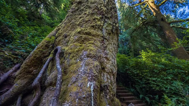 Footage of the massive, moss-covered base and intricate, gnarly roots of an old-growth Sitka spruce tree along the Giant Spruce Trail near Yachats, within the Cape Perpetua Scenic Area of the Siuslaw 