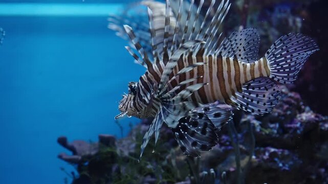 Striking striped lionfish with outstretched venomous spines glides through a tranquil blue aquarium reef, displaying fanlike fins and intricate patterns against corals and soft underwater light