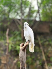 Yellow-crested white cockatoo perched on a tree trunk and performing © Deni Sanova