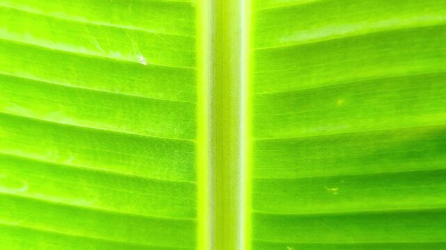A close-up of a vibrant green banana leaf background featuring a midrib and symmetrical veins. The concept focuses on organic minimalism, natural patterns, and lush tropical growth.