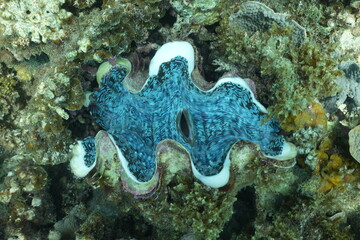 Giant clam on coral reef at Ningaloo Reef, Western Australia
