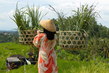 European woman carrying traditional woven baskets filled with fresh grass, walking through lush green rice fields in rural Bali.