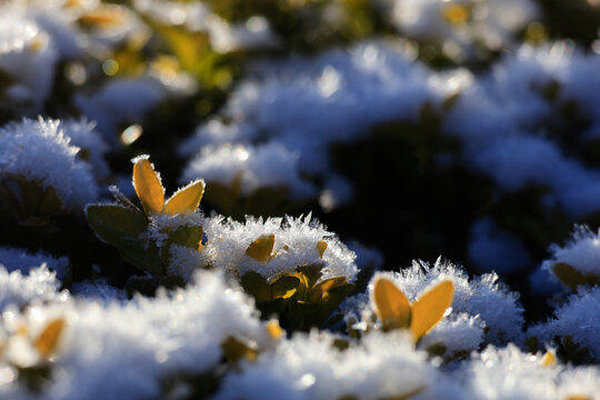 Frozen plant leaves covered with hoarfrost on a cold winter morning in Germany