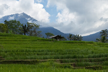 Agung volcano view surrounded by rice fields in Bali Indonesia