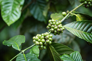 Green unripe coffee beans on the tree
