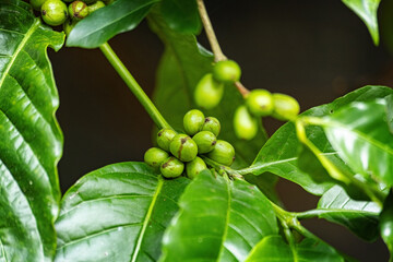 Green unripe coffee beans on the tree