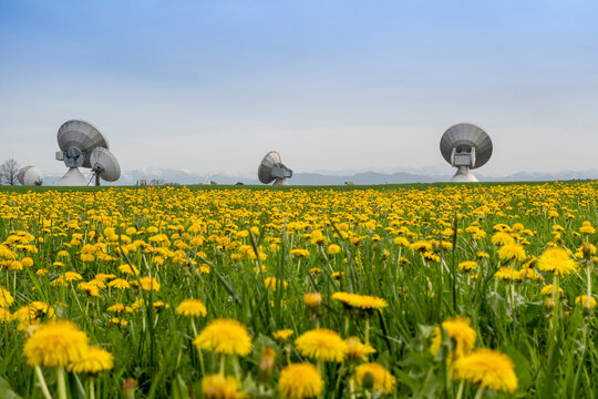 Meadow full of bright yellow dandelion flowers and satellite dish