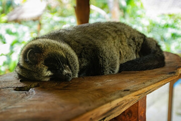 Sleeping Asian palm civet, Luwak animal at the coffee plantation in Bali Indonesia
