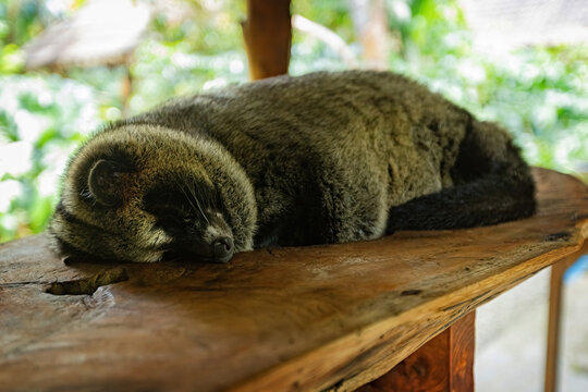Sleeping Asian palm civet, Luwak animal at the coffee plantation in Bali Indonesia