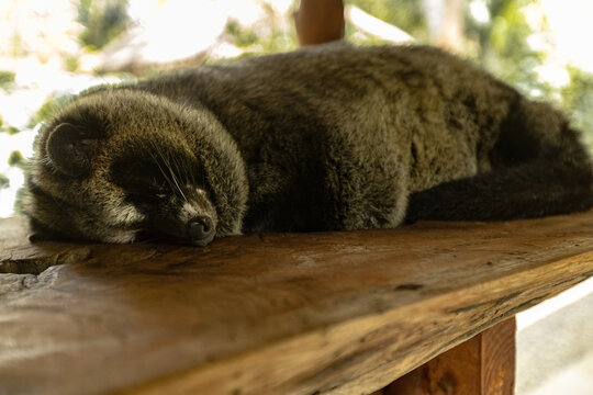 Sleeping Asian palm civet, Luwak animal at the coffee plantation in Bali Indonesia