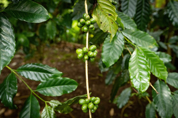 Green unripe coffee beans on the tree