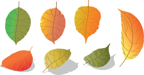 Fototapeta premium Autumn Leaves with Gradient Colors and Shadows fall