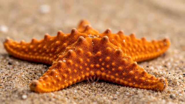A vibrant orange starfish rests on warm sandy grains Its textured body and five pointed arms create a striking natural pattern against the soft beige background