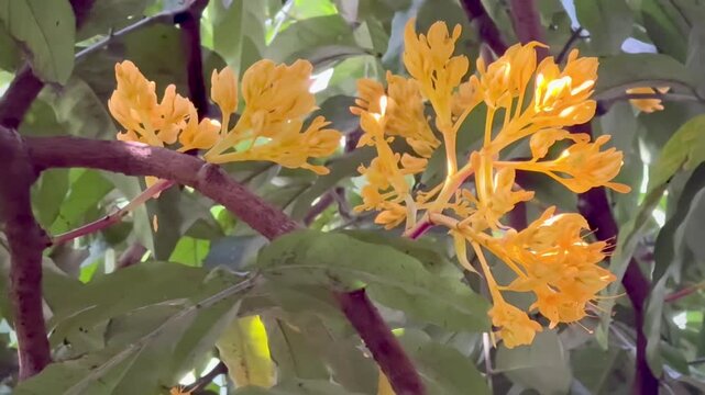 Group of Saraca flower hanging on branch . Ashok tree.Yellow petals.