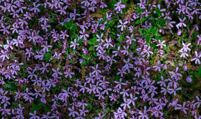 Saponaire de Montpellier ou 
Saponaria ocymoides