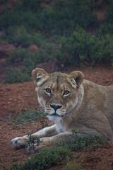 Obraz premium Close-up portrait of a lioness looking directly at the camera in Karoo National Park, South Africa. Powerful African wildlife image expressing strength, awareness and calm dominance.