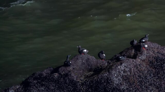 Footage of several small, black Pigeon Guillemot seabirds (Cepphus columba) with distinctive red legs and feet resting on a dark, wet rock formation along the Oregon coast. The birds are in their bree