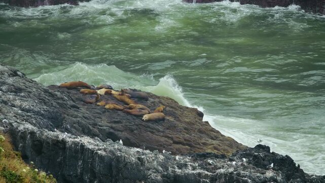 A group of wild sea lions hauls out on a dark, rugged rock formation along the Pacific coastline of Oregon, USA, as powerful green ocean waves crash in the background. The footage captures the natural