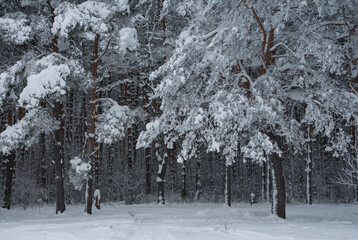trees covered with snow in the forest