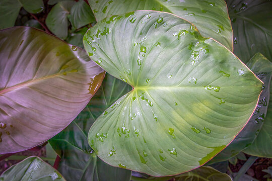 Green Fan Palm Leaf Texture and Tropical Homalomena Foliage with Water Droplets