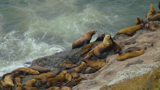Footage captures a large group of wild sea lions (likely Steller and California sea lions) hauled out on the rugged, wave-battered rocks outside the famous Sea Lion Caves attraction near Florence, Ore