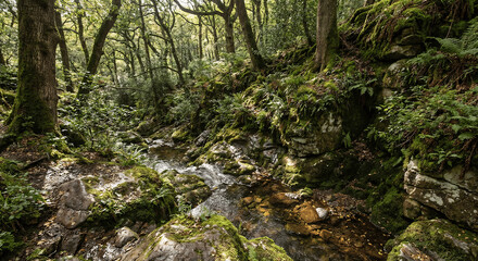 Fototapeta premium Lush Green Forest Landscape with Flowing Stream