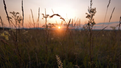 Fototapeta premium Summertime mountain fields landscape with flowers in sunset sunrise time.