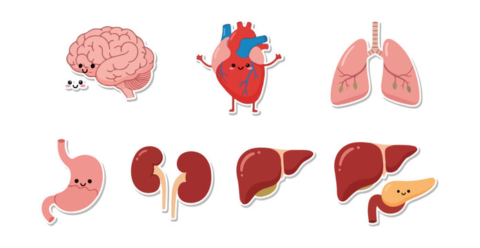 Cartoon human organ set brain heart lungs stomach kidneys liver pancreas illustration