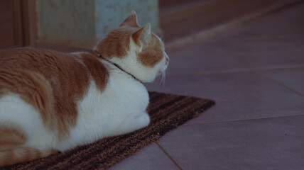 The cat on the mat © Евгения Мироненко