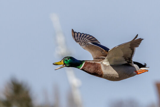 Stockente (Anas platyrhynchos) M&auml;nnchen