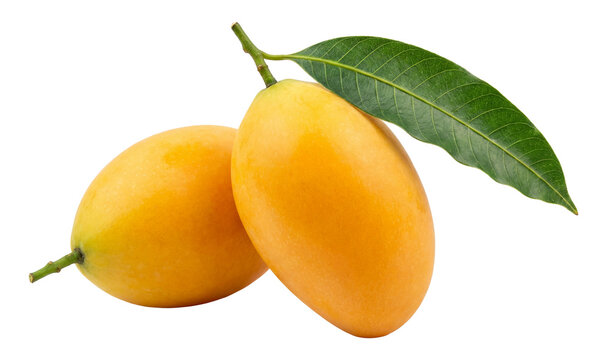 two ripe, golden-yellow marian plums (maprang) with a single green leaf attached to a slender stem, isolated against a deep transparent background, showcasing their smooth skin and oval shape.
