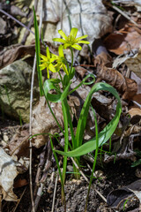 Obraz premium Wald-Gelbstern (Gagea lutea)