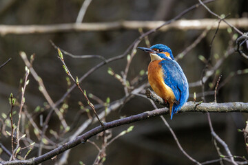 Fototapeta premium Eisvogel (Alcedo atthis) Männchen