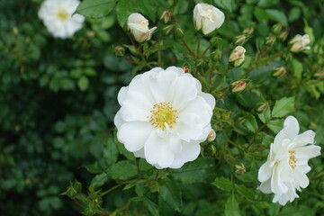 Buds and flowers of  white semi double roses in June