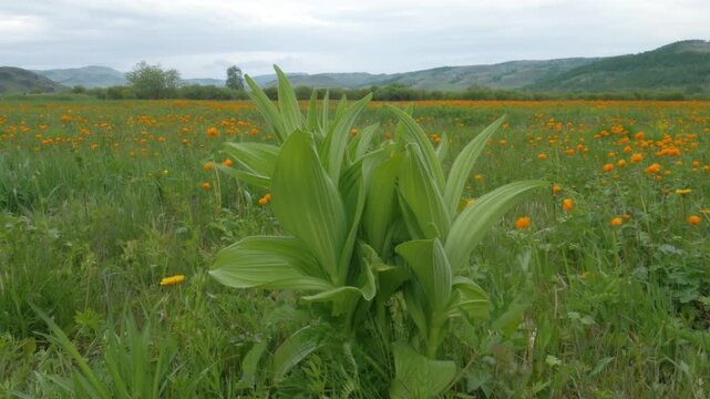 Veratrum Plant Swaying in Field of Globeflowers Siberia Static Shot