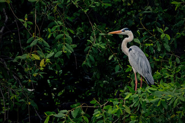 portrait of a blue heron in the light of the rising sun