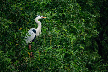 portrait of a blue heron in the light of the rising sun