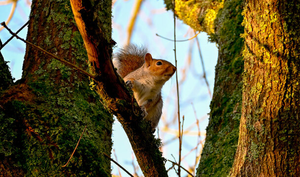 squirrel on a tree