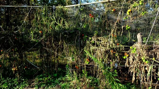 Withering cherry tomatoes and other varieties after first frost killed most crops overnight.  There is adjacent chicken enclosure to the garden