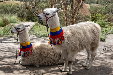 Obraz premium lama,Sudamerica