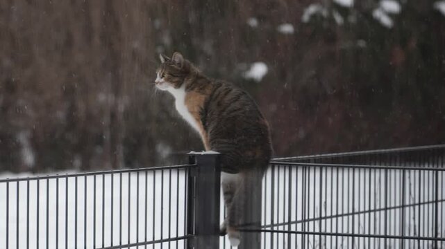 Cat watching snow fall from a fence during winter afternoon
