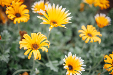 Obraz premium Vibrant yellow daisies blooming in a lush green garden, showcasing delicate petals and rich textures, creating a cheerful and lively atmosphere of nature's beauty