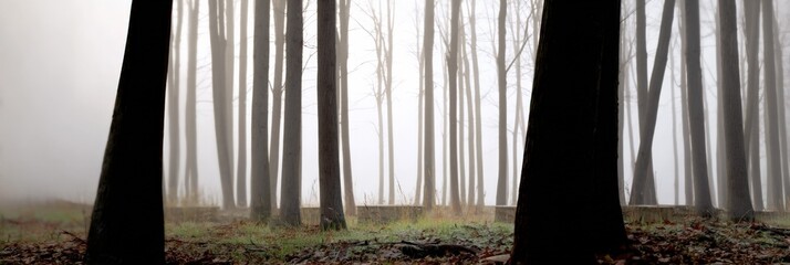 Foggy forest landscape with tall trees and misty atmosphere
