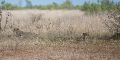 Geparde im Busch vom Krüger National Park - Kruger Nationalpark Südafrika © Mathis