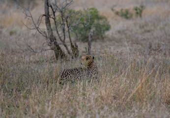 Afrikanische Tiere Gepard - Geparde im Busch vom Krüger National Park - Kruger Nationalpark Südafrika © Mathis