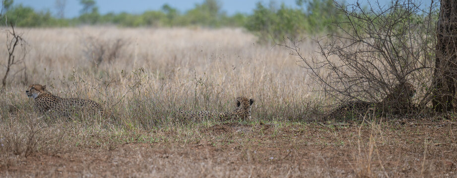 Afrikanische Tiere Gepard - Geparde im Busch vom Kr&uuml;ger National Park - Kruger Nationalpark S&uuml;dafrika