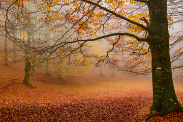 Autunno sul monte Livata