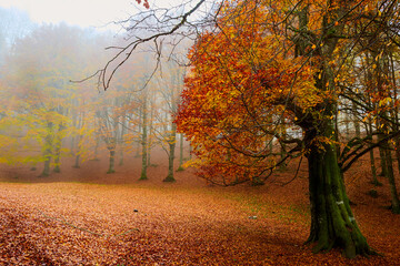 Autunno sul monte Livata