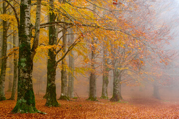 Autunno sul monte Livata